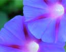 Morning Glories