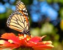 Monarch Butterfly on Zinnia III