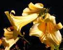 Dramatic Lilies
