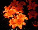 Orange Asiatic Lilies