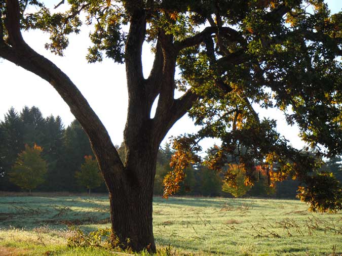 Oak Tree in Field