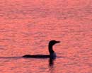 Lone Loon
