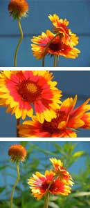 Gaillardia Daisies