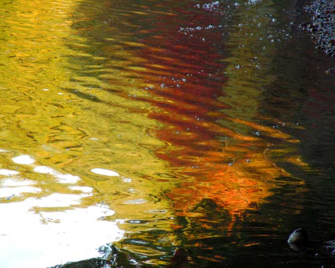 Close-up Reflection at Walden's Shore