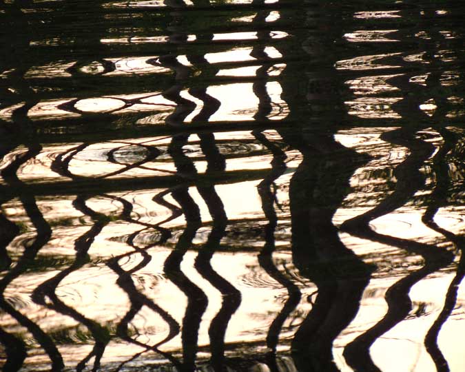 Black & White Pines Reflection II