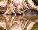 Tree Trunk Reflection